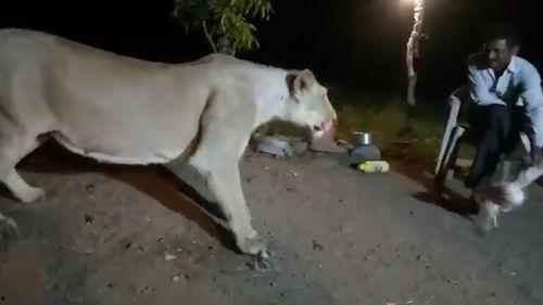 亚洲狮视频,探寻野生狮子的神秘世界